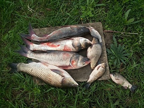 Видео: КОФЕМОЛКА ИЗ БОЛГАРКИ