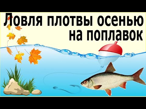 Видео: Ловля плотвы на поплавок осенью