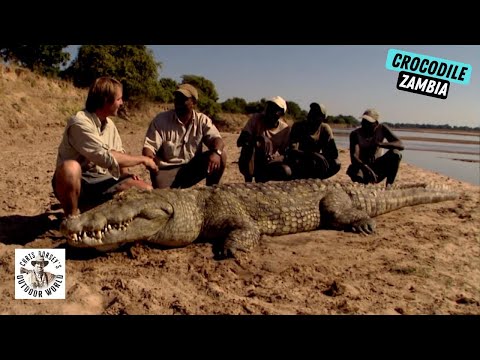 Видео: Эпическая охота на гигантского крокодила в Замбии