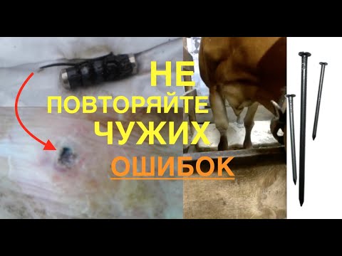 Видео: ГВОЗДЬ В РУБЦЕ / НЕРВЫ У КОРОВЫ / ОТЕК НОГИ У ДЖЕРСЕЯ ОТ ТВЕРДЫХ ПОЛОВ/ Я НЕ ПОВТОРЮ ИХ ОШИБОК