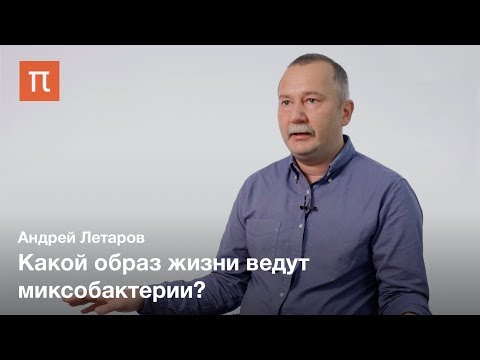 Видео: Клеточная дифференцировка у прокариот — Андрей Летаров