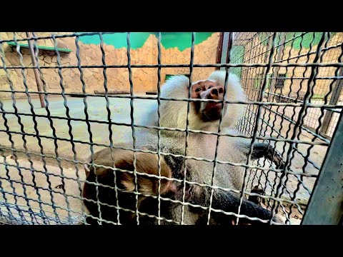 Видео: У нас у всех душа ушла в пятки когда Люся устроила истерику вися вниз головой, а Елисей ПСИХАНУЛ!!!