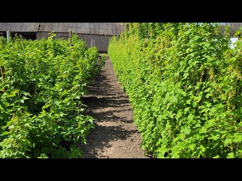 Видео: Летняя Обрезка Красной Смородины На Шпалере.