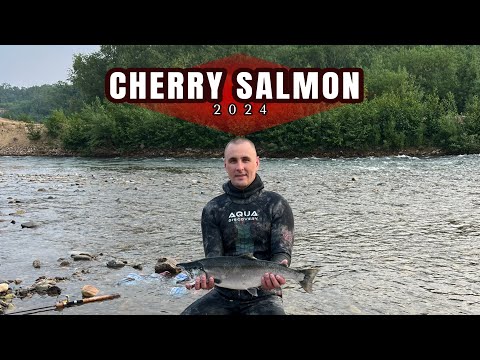 Видео: Лосось 2024. Сима. Горбуша. Максимовка и ее окрестности. Подводная охота. Cherry salmon.