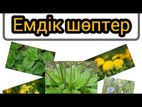 Видео: ЕМДІК ШӨПТЕР ПАЙДАСЫ!