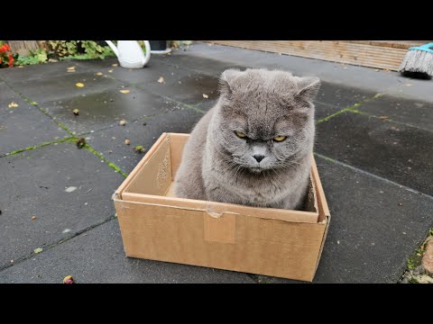 Видео: Какой послушный кот! Злой Британец / Смешные животные