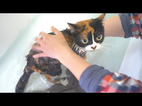 Видео: МОЕМ КУКИ ВПЕРВЫЕ ЗА 5 ЛЕТ