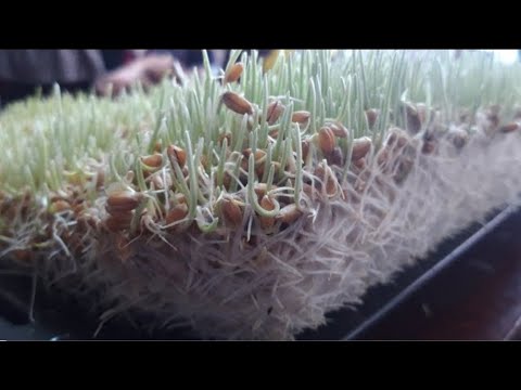 Видео: Сумалак таёрлаш. 3,5кг бугдой билан 25 лт сумалак болади.