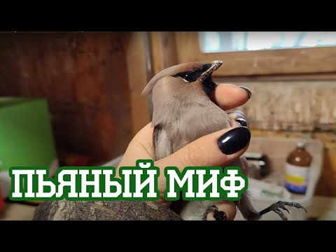 Видео: Ох уж эти пьяные свиристели...