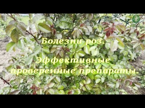 Видео: Болезни роз. Эффективные проверенные препараты. Питомник 🌹 и 🌲 Е. Иващенко