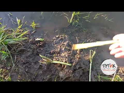 Видео: Приманка на бобра "Путик-Бобр". Охота на бобра