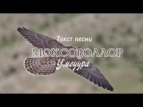 Видео: Умсуура - Мохсоҕоллор 🦅 (текст песни, ырыа тыла)