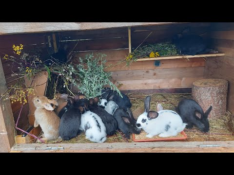 Видео: ОТСАДКА КРОЛЬЧАТ ОТ КРОЛЬЧИХИ 🐰КРОЛИКИ🐰🐰