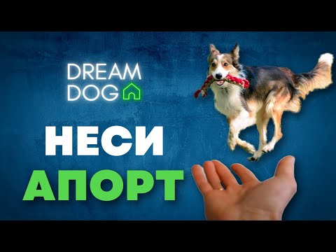 Видео: Команда Неси 🐶 Как научить собаку приносить в руку без ошибок