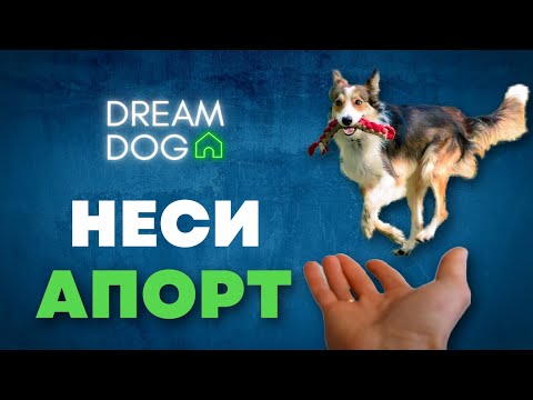 Видео: Команда Неси 🐶 Научить собаку приносить игрушку по команде Апорт 🐕 Как приучить щенка нести в руку 🐩