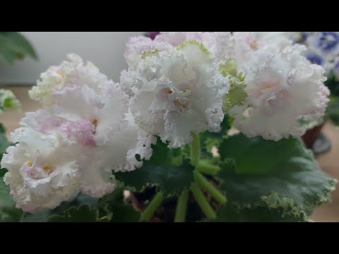 Видео: Фиалки,после выставки (2я часть)#сенполии #домашниецветы#flower