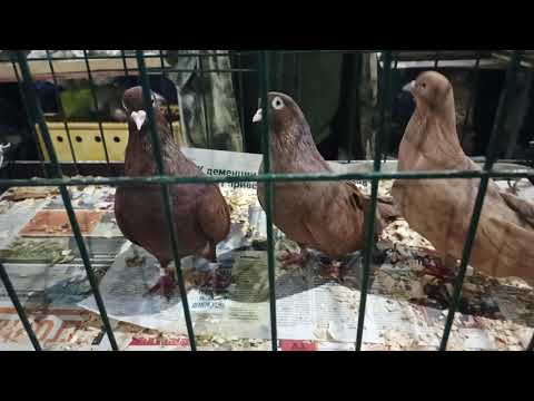 Видео: 08.11.25. БРОННИЦЫ. СБОРНАЯ ЯРМАРКА ГОЛУБЕЙ. ч. 3