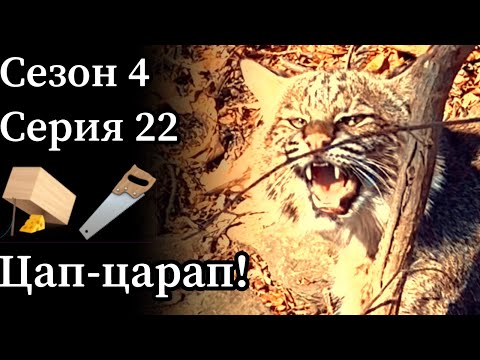 Видео: Поймал в капкан рысь. А сезон закрыт! Что делать?