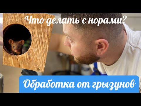 Видео: Как быстро избавиться от мышей и крыс?