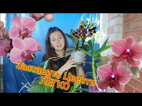 Видео: Как ЗАСТАВИТЬ Орхидею ЦВЕСТИ❗ СЕКРЕТЫ ПЫШНОГО ЦВЕТЕНИЯ❗