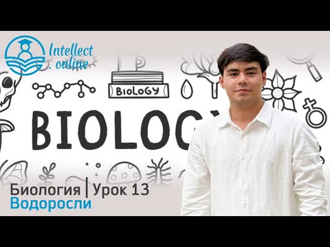 Видео: Биология | Водоросли | Урок 13