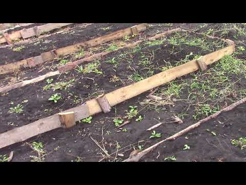 Видео: Закрываем соломой клубнику на зиму