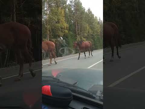 Видео: Встретили лошадей на дороге