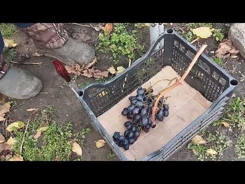 Видео: Заміна сортів винограду. Виноград на зберігання.