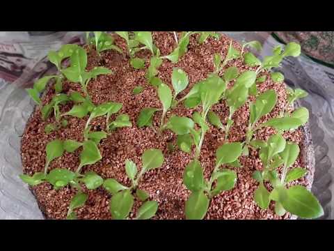 Видео: ТТ13 Астры  Пикировка в улитку