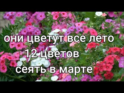 Видео: Самые ДОЛГОЦВЕТУЩИЕ цветы, посев на рассаду в марте