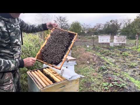 Видео: Моя пасека! Октябрь! Смотрим отводки!🐝🐝🐝