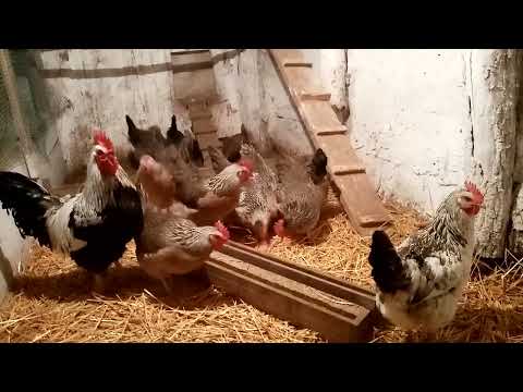 Видео: ОТВЕЧАЮ НА ВОПРОС ЗРИТЕЛЯ, ПОЧЕМУ ОСТАВИЛ ЭТОГО ПЕТУХА!!!