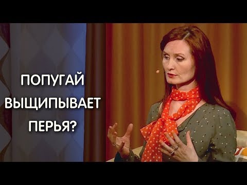 Видео: Почему попугай выщипывает перья