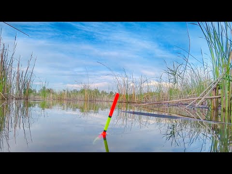 Видео: РУКИ ТРЯСУТСЯ! ОН ТАЩИТ В КАМЫШ! Сазан и карась на донки и поплавок. Рыбалка на поплавок и донки.