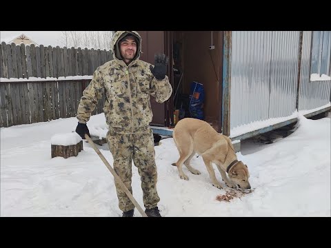 Видео: Кормление голубей