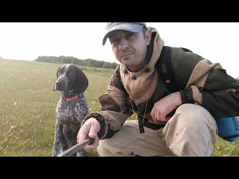 Видео: Натаска молодого Курцхаара, Ричард 4.5 месяца + работа по дупелю