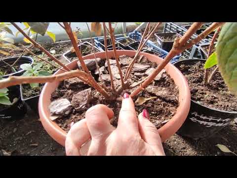 Видео: Гортензия Полестар.Строение куста ,обрезка🌿