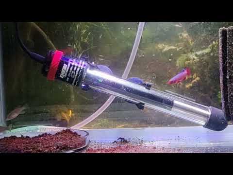 Видео: Нотобранхиус Кардиналис. Содержание и Разведение. Килли фиш.