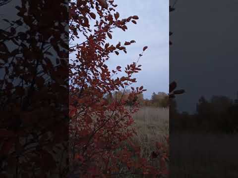 Видео: 04.10.25 Молодёжный канал 😁😍