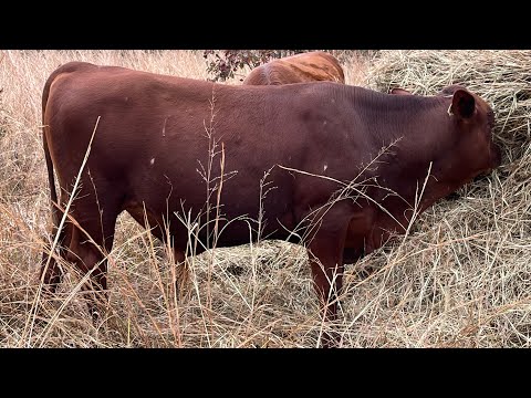 Видео: Раскатывать сено или пастись в тюках?