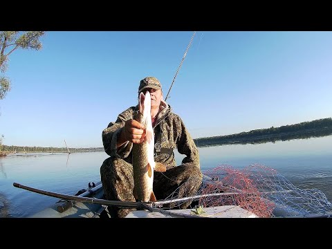 Видео: Эти поклевки радуют душу! Хищник в июле на Оби.