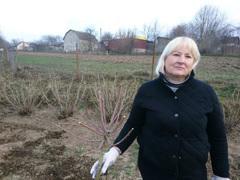 Видео: Обрезка  ивы на штамбе Hakuro Nishiki весной