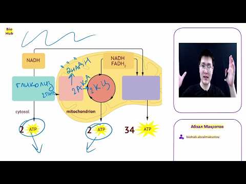 Видео: Кребс циклі, Пируваттың тотыға карбоксилсізденуі, Энергия алмасуы, АТФ, НАДН, ФАДН2