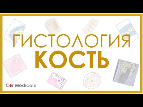 Видео: Гистология: кость