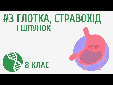 Видео: Глотка, стравохід і шлунок #3