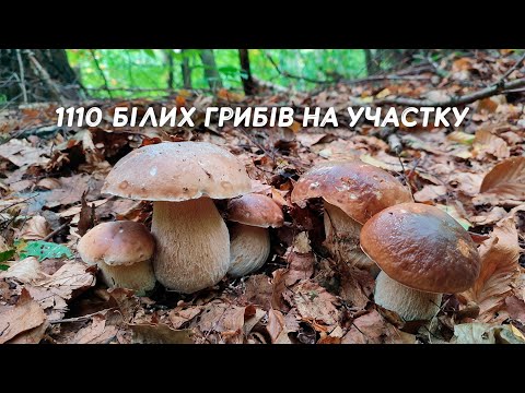 Видео: Найкращий похід за грибами у моєму житті!110 грибів на одному участку!
