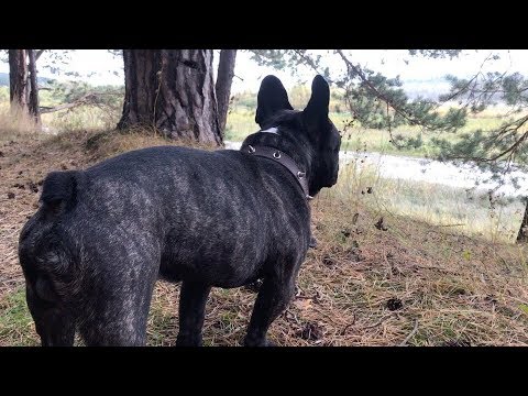 Видео: Французский Бульдог потерял хозяина.