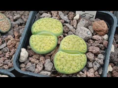 Видео: Зимовка литопсов в конце ноября...