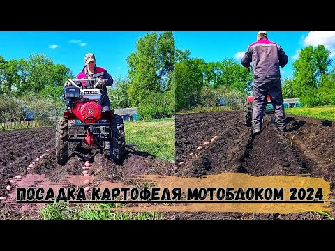 Видео: Посадка КАРТОФЕЛЯ под МОТОБЛОК 2024! Огород в ДЕРЕВНЕ! МОТОБЛОК Brait BR-135ges