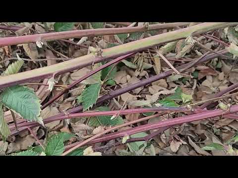 Видео: когда раскрывать ежевику весной